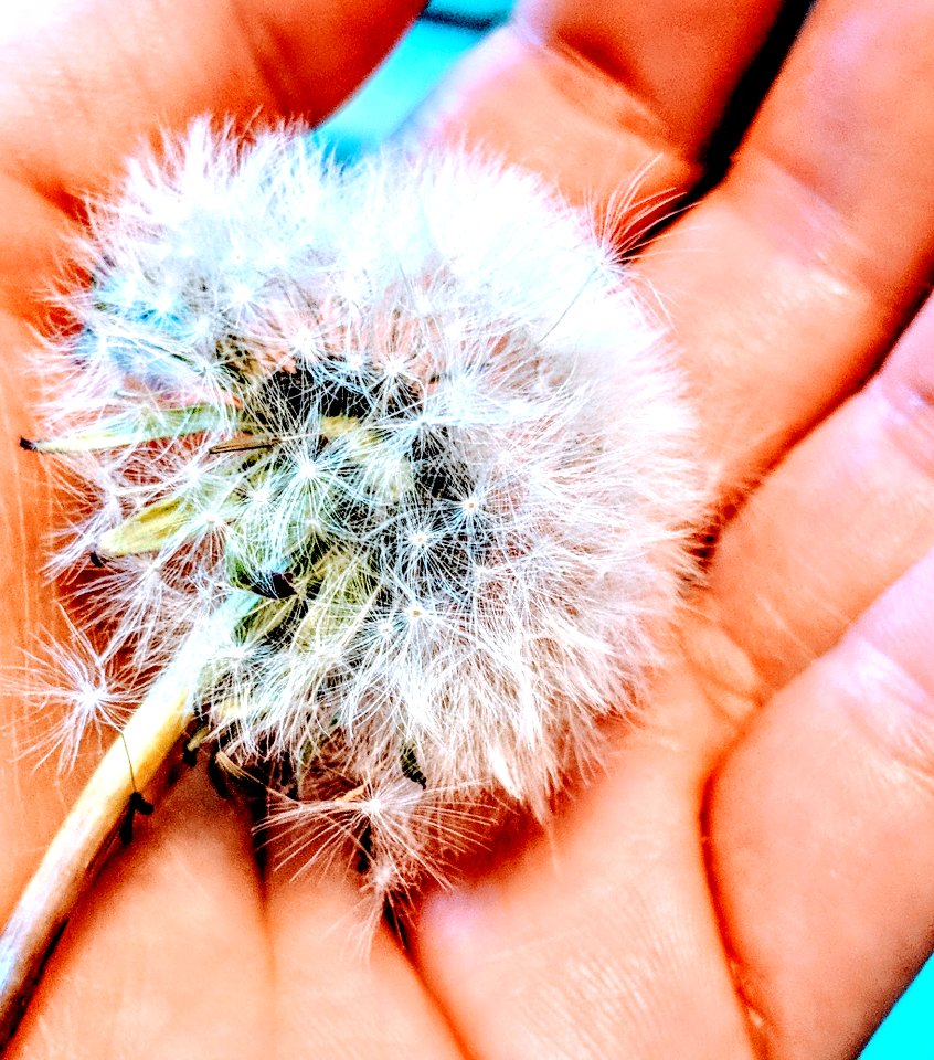 White Dandelion On Persons Hand