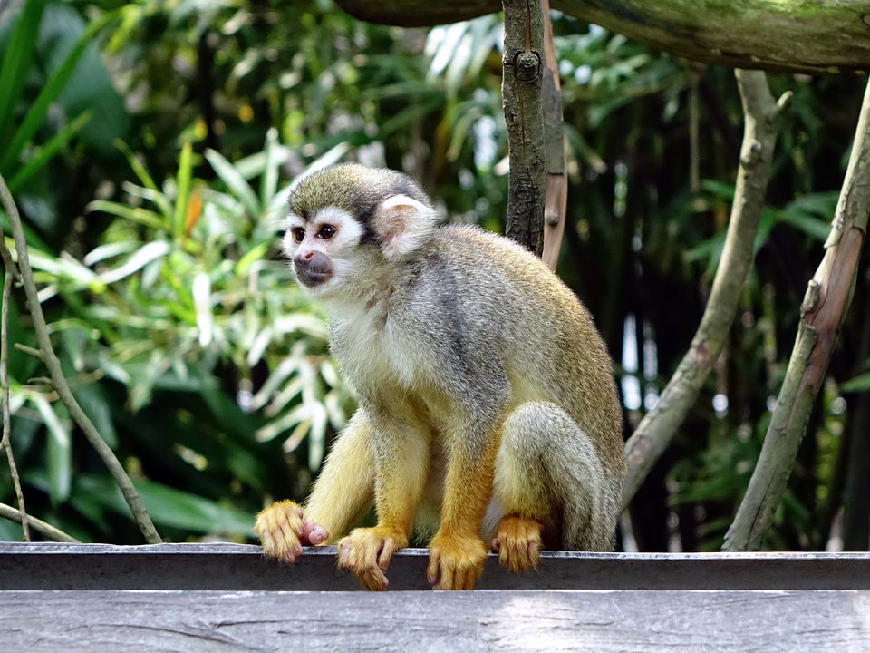 Feeding zoo nature