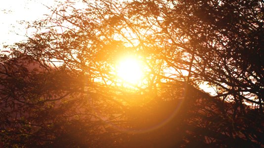Sunrise Behind Silhouette Of Tree photo