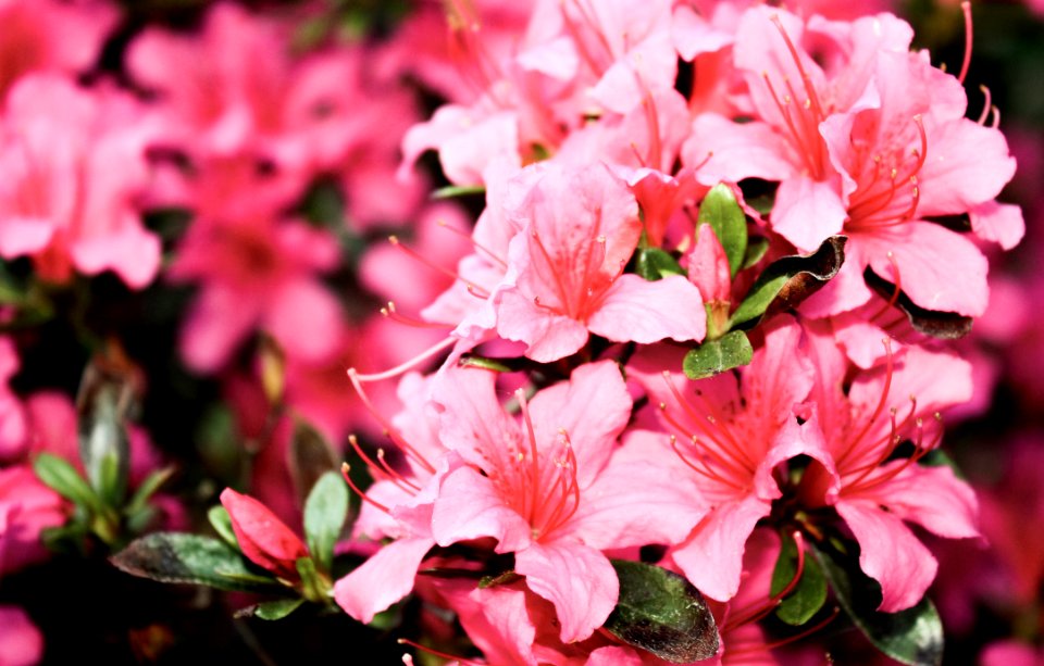 Shallow Focus Photography Of Pink Petaled Flowers