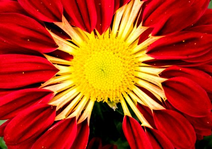 Red And Yellow Zinnia Flower In Macro Photo photo