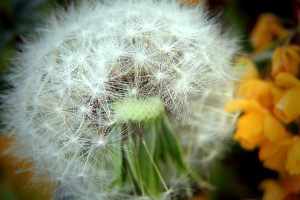 Tilt Shift Photography Of White Dandelion