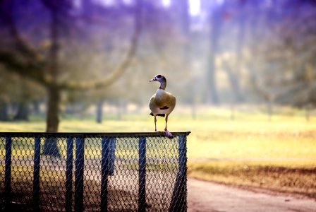 Selective Focus Photography Of Goose Perched On Chain Link Fence photo