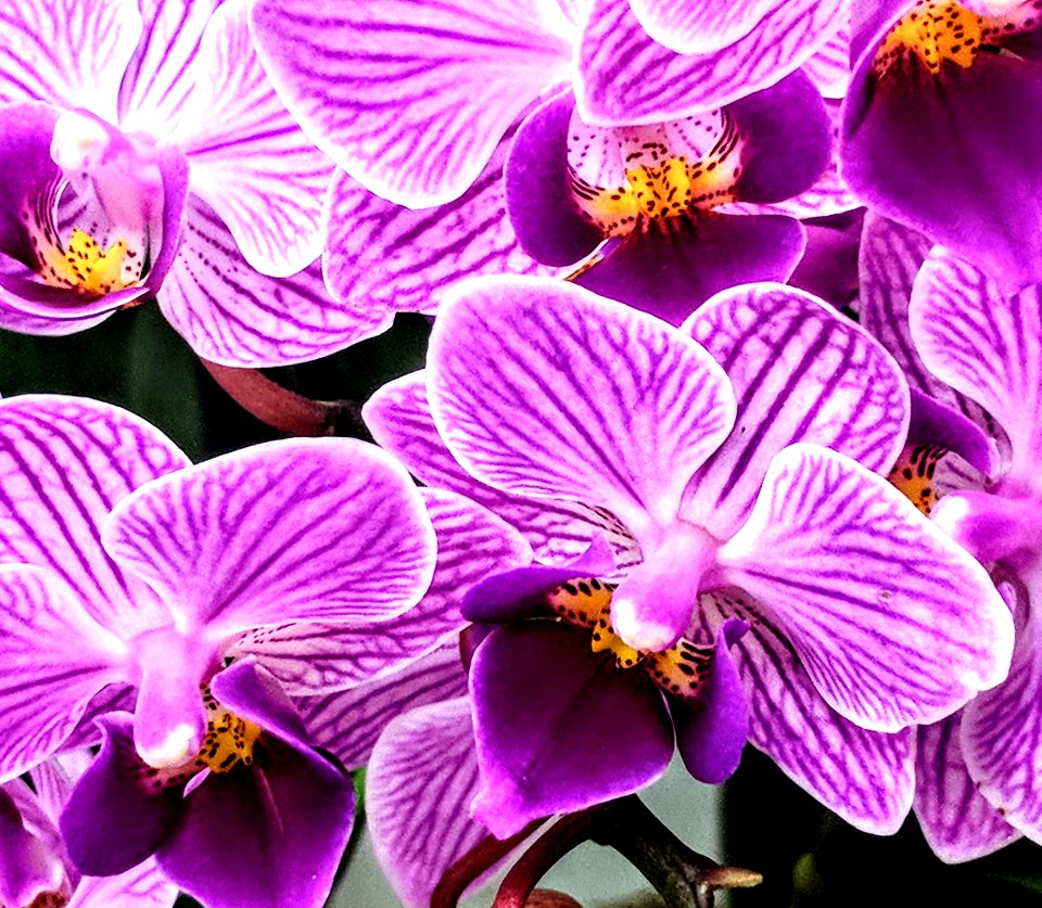 Purple Orchids photo
