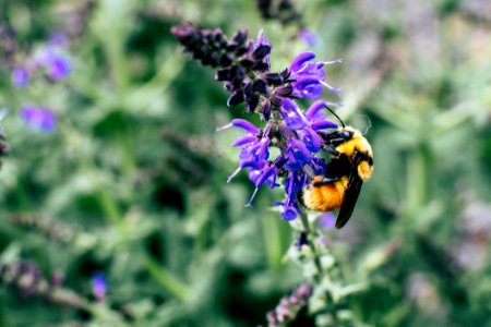 Macro Shot Of Black And Yellow Bee On Purple Flower