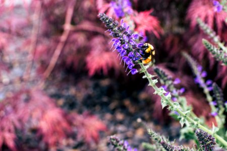 Bee Sipping Nectars On Flower
