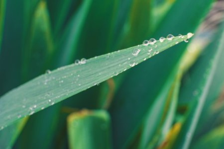 Green Leaf With Water Droplets photo