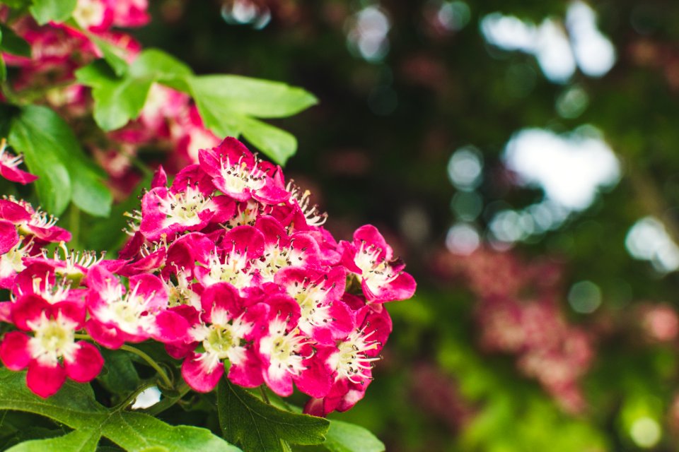 Macro Photography Of Cluster Of Red Petaled Flowers