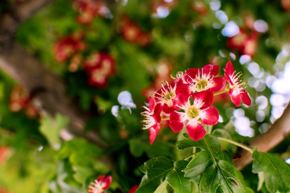 Selective Focus Photography Of Red 5-petaled Flowers