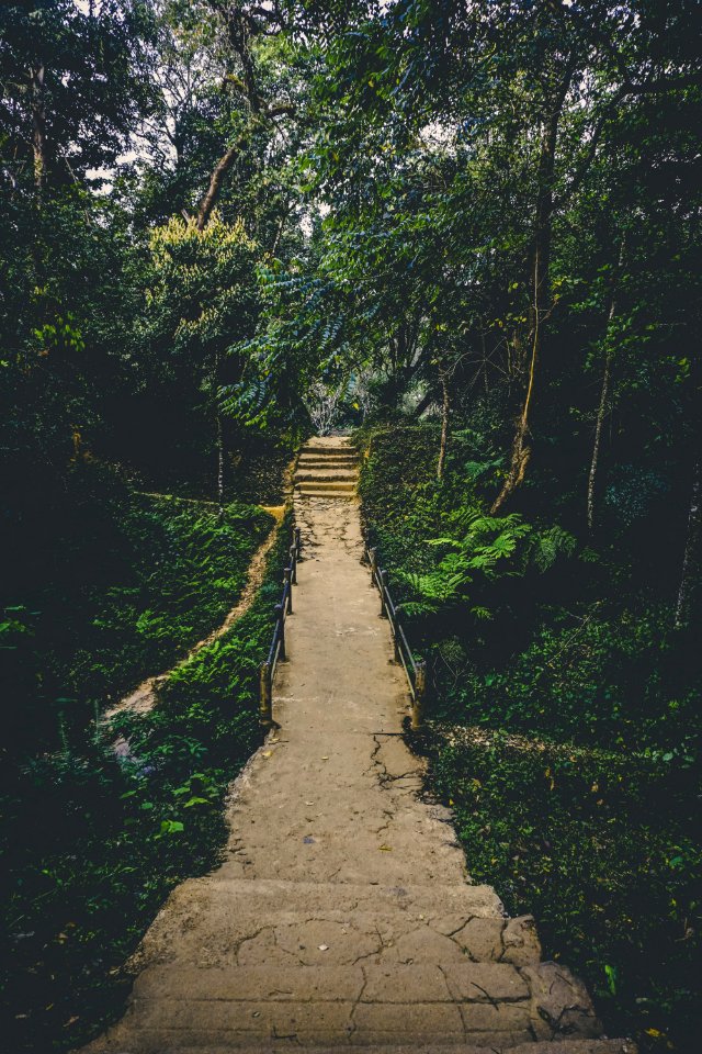 Pathway In Between Of Green Leaf Trees Photo