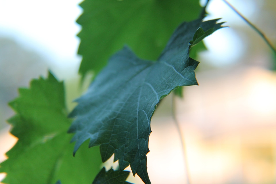 Muscadine green natural photo