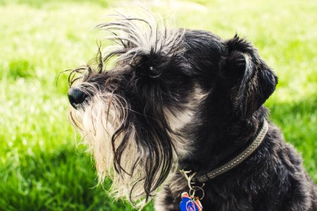 Photo Of Long-coated White And Black Dog photo