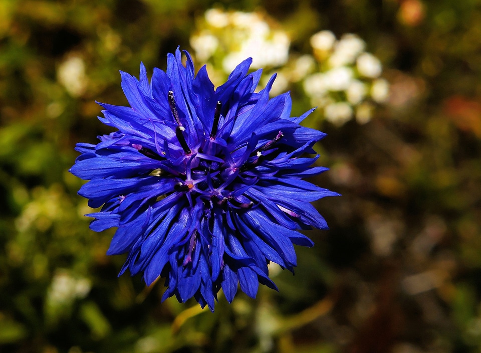 Blue flower garden nature photo