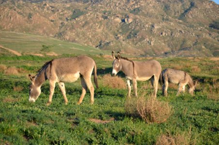 Donkey Wildlife Ecosystem Fauna