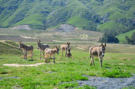 Wildlife Fauna Ecosystem Grassland