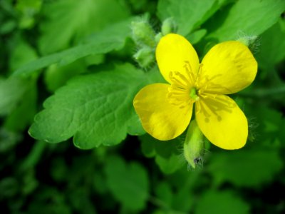 Flower Flora Chelidonium Plant photo