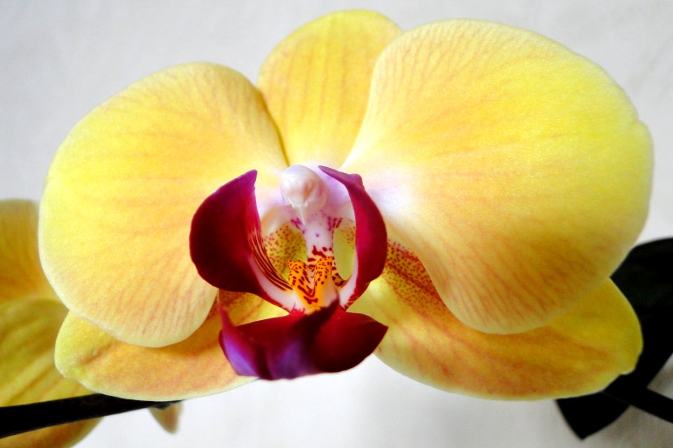 Flower White Yellow Flowering Plant