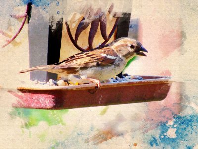 Fauna Bird Sparrow Feather