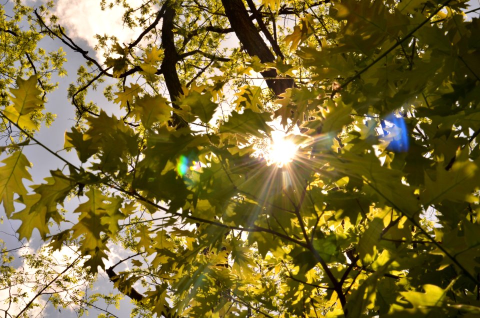 Nature Branch Leaf Tree photo