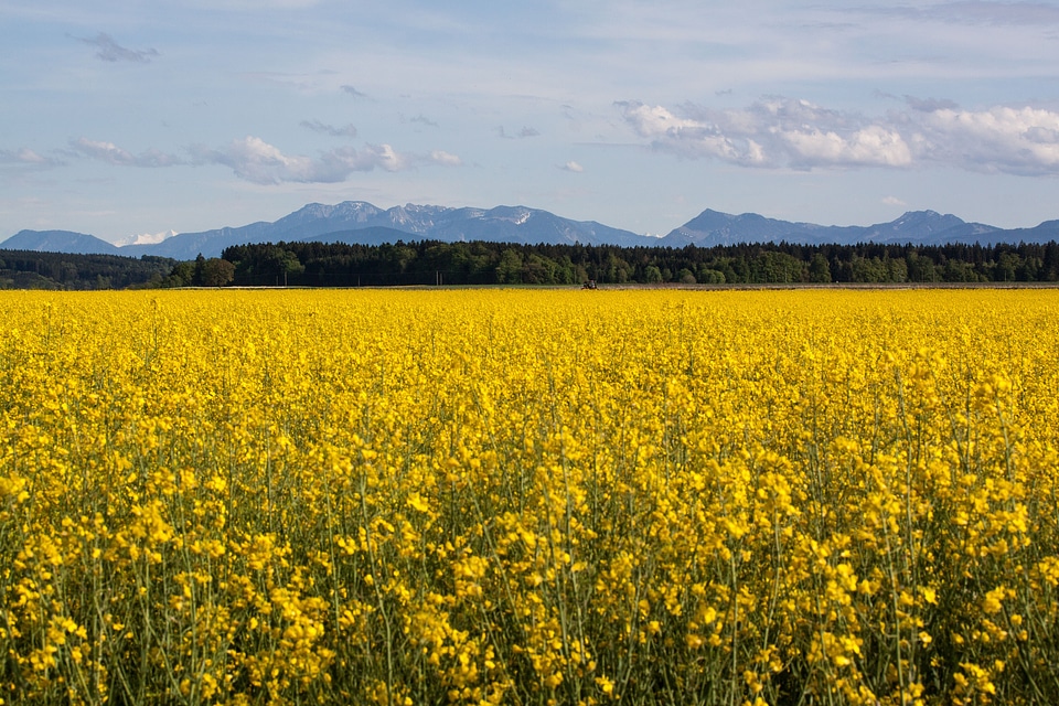 Field harvest field of rapeseeds