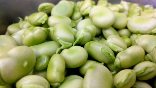 Vegetable Broad Bean Commodity Ingredient photo