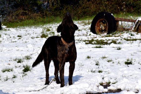 Dog Like Mammal Dog Dog Breed Dog Breed Group photo