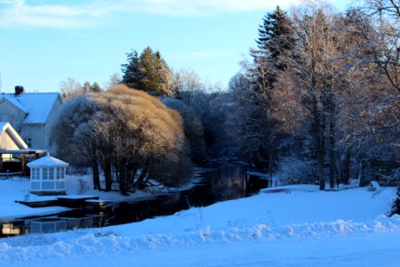 Winter Snow Freezing Tree photo