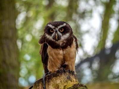 Owl Bird Bird Of Prey Fauna photo