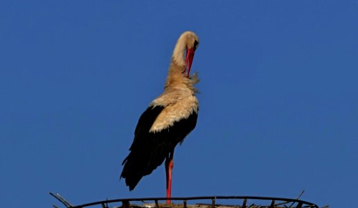 Bird White Stork Stork Fauna photo
