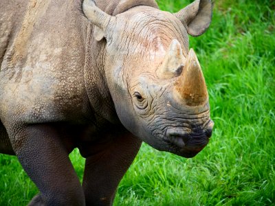 Rhinoceros Terrestrial Animal Fauna Wildlife photo