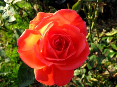 Rose Rose Family Flower Floribunda