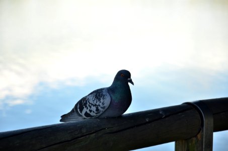 Bird Sky Beak Pigeons And Doves photo