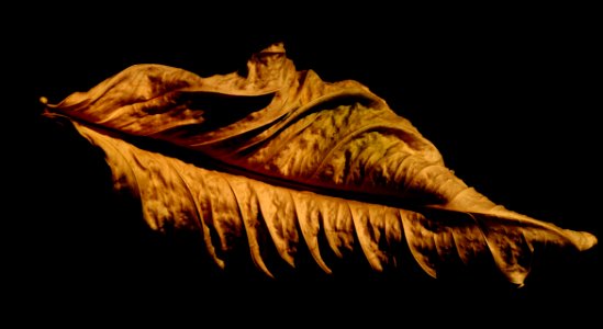 Leaf Organism Formation Still Life Photography