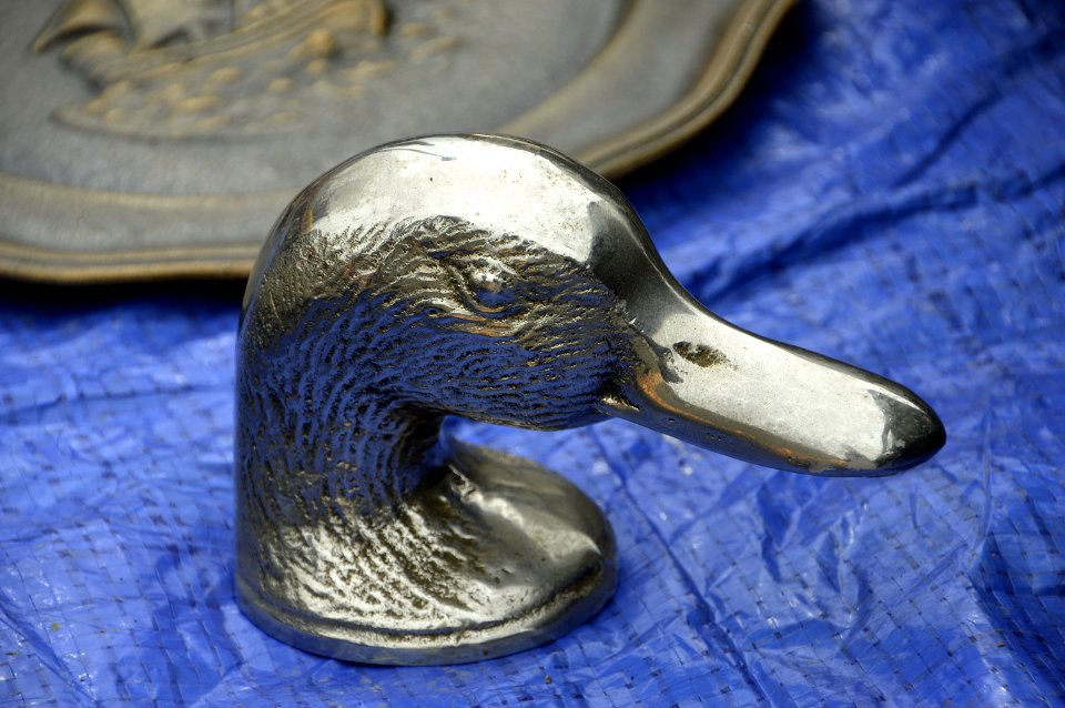 Duck Water Bird Beak Ducks Geese And Swans