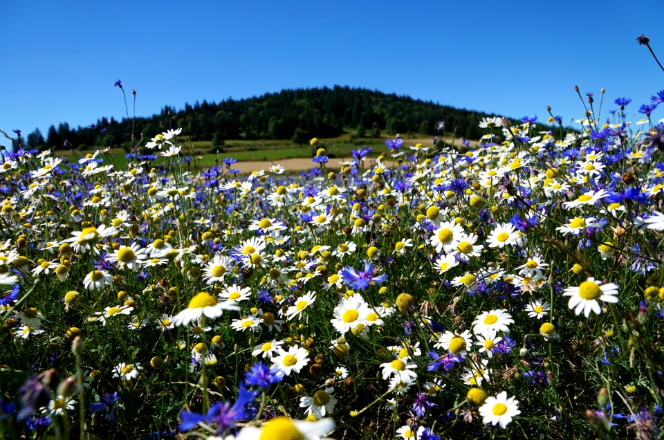 Flower Plant Flora Wildflower
