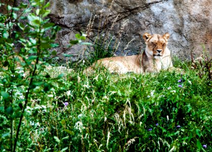 Wildlife Fauna Mammal Lion photo