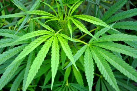 Plant Cannabis Leaf Hemp photo