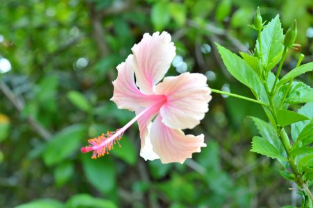 Flower Plant Flowering Plant Flora photo