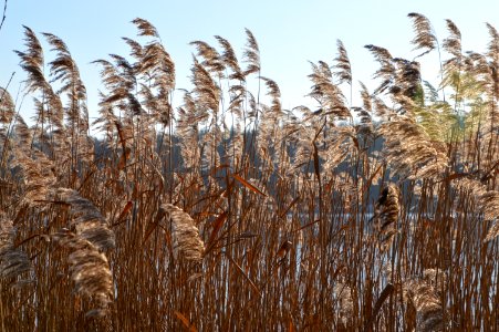 Grass Family Phragmites Wheat Crop