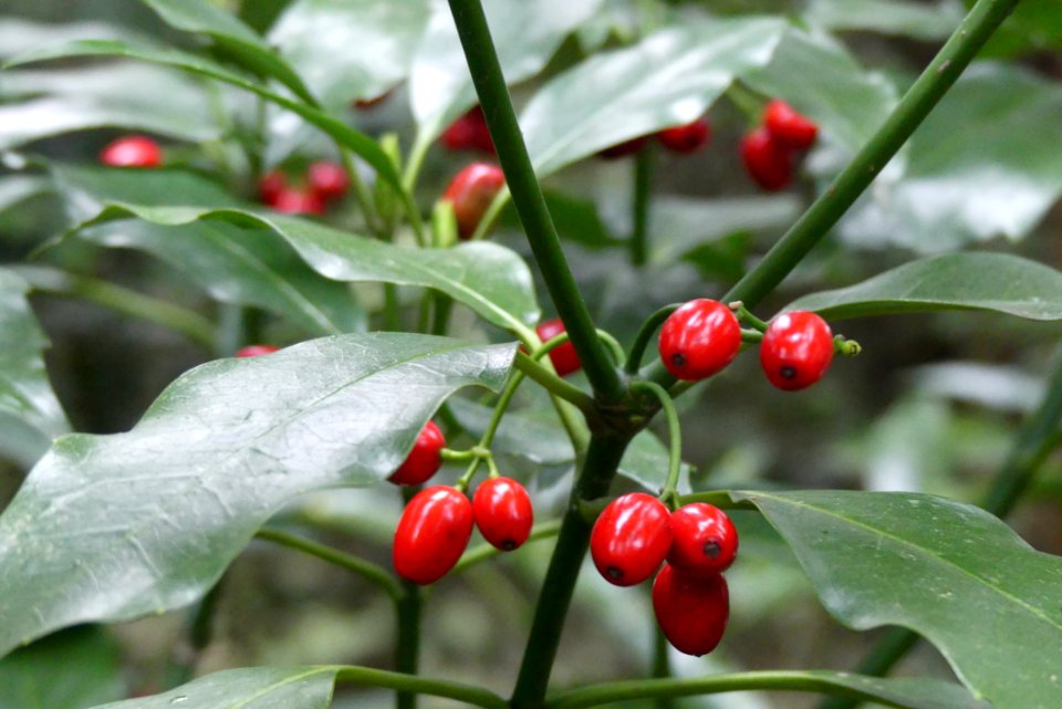 Plant Aquifoliaceae Berry Buffaloberries photo