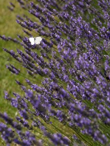 English Lavender Flower Lavender Plant photo
