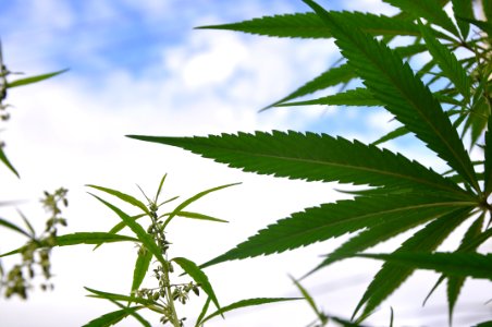 Plant Leaf Hemp Cannabis photo