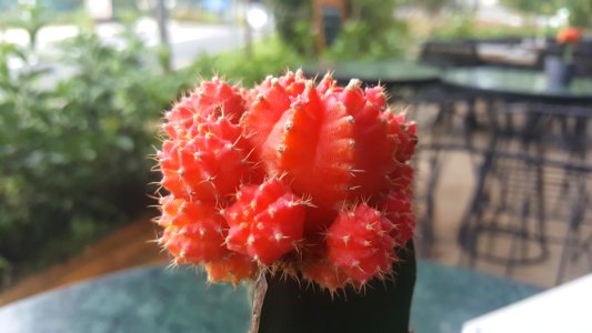 Cactus Plant Flowering Plant Thorns Spines And Prickles photo
