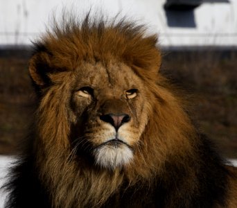 Lion Wildlife Mammal Terrestrial Animal photo