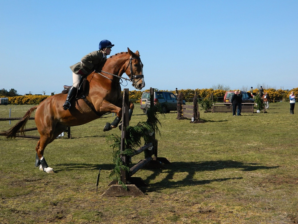 Show dundonald animal