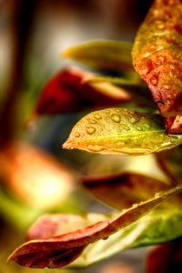 Leaf Close Up Macro Photography Petal