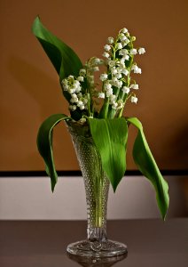 Plant Vase Flower Floristry photo