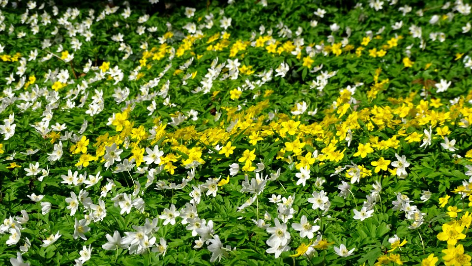 Flower Plant Yellow Flora photo