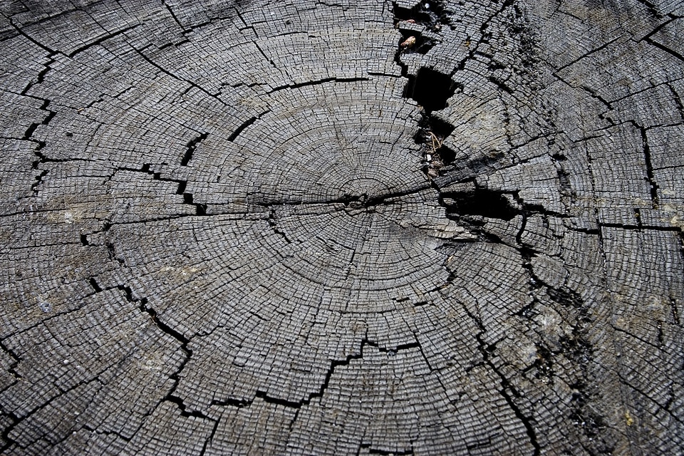 Nature texture timber