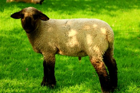 Sheep Pasture Grassland Grass photo